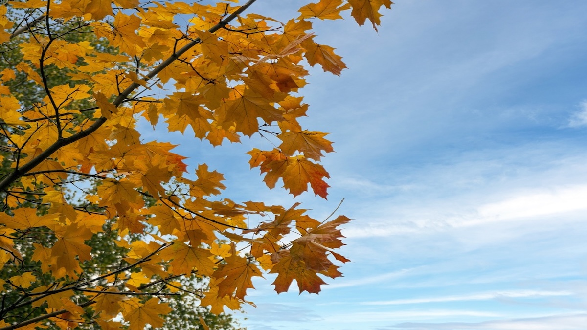 Weak September Seasonals Precede Strong Midterm Trends